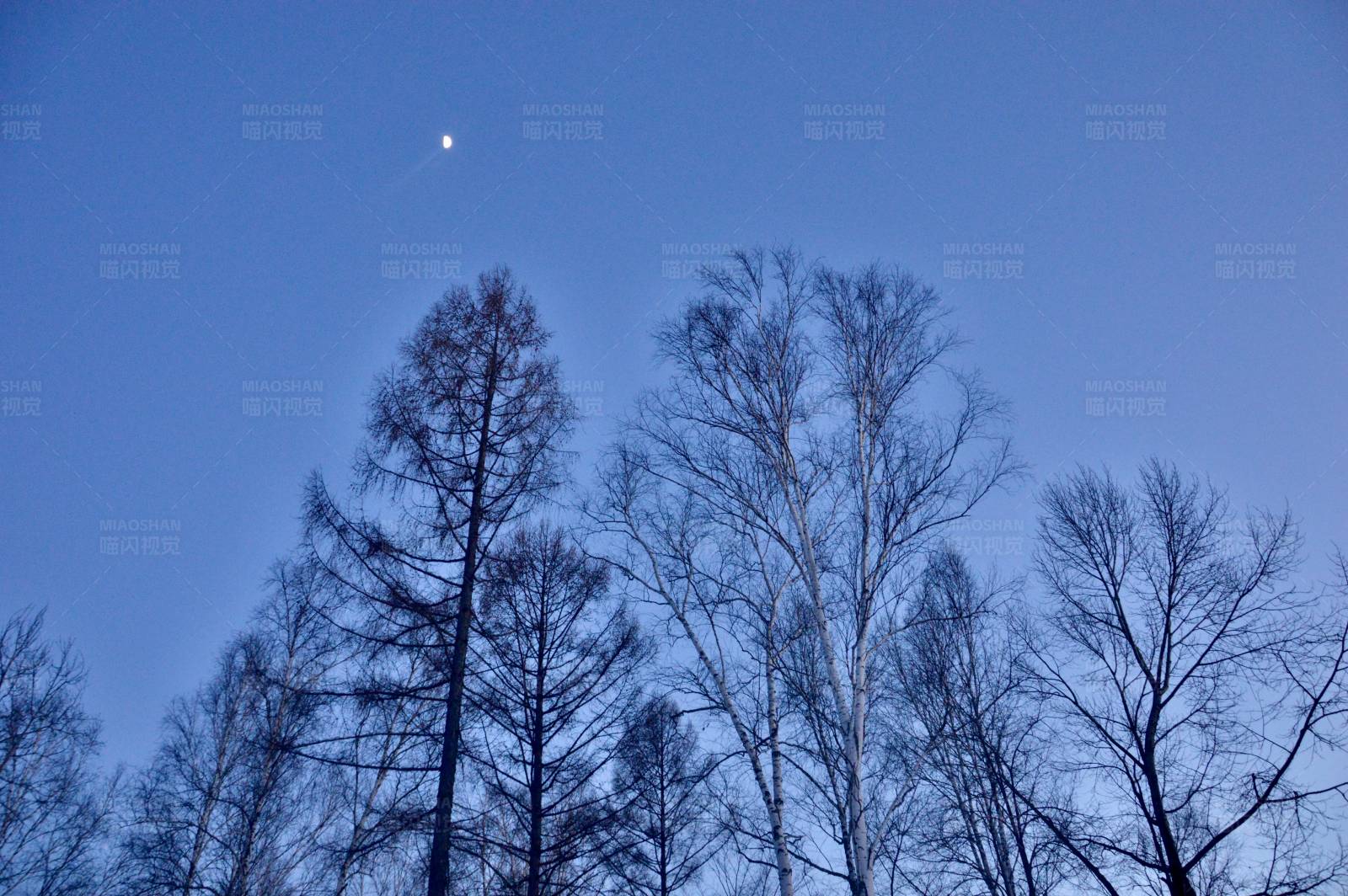冬夜月光下的树影图片