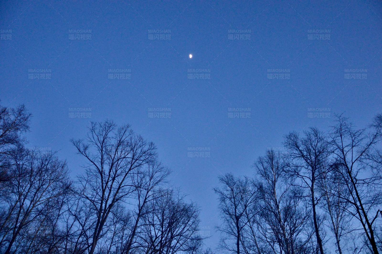 冬夜月亮与树梢图片