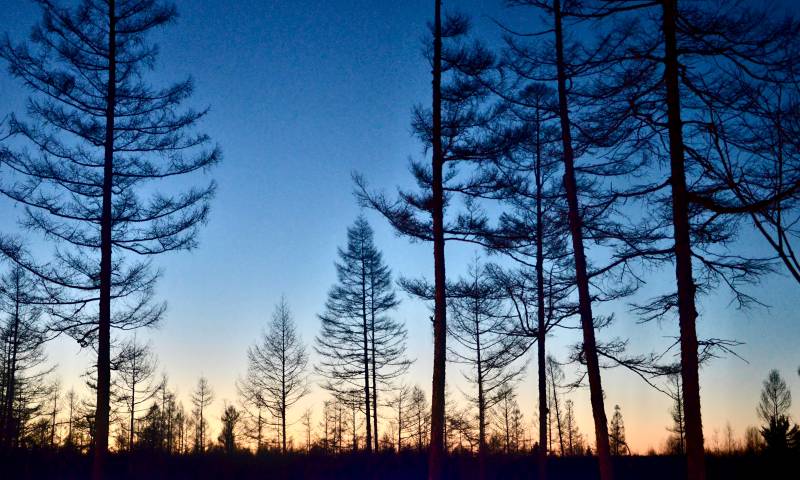 夕阳下的松树林图片