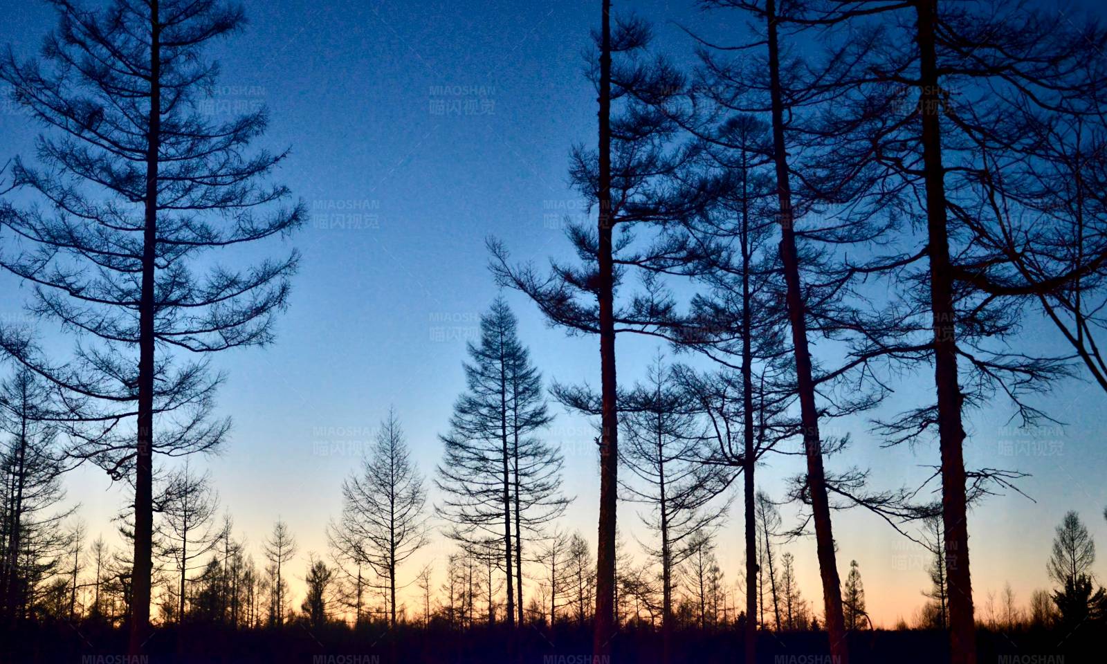 夕阳下的松树林图片