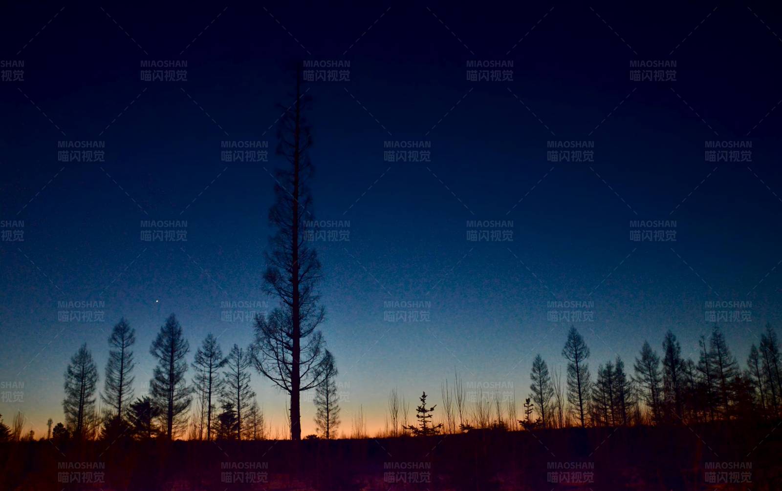 夜幕下的树影图片