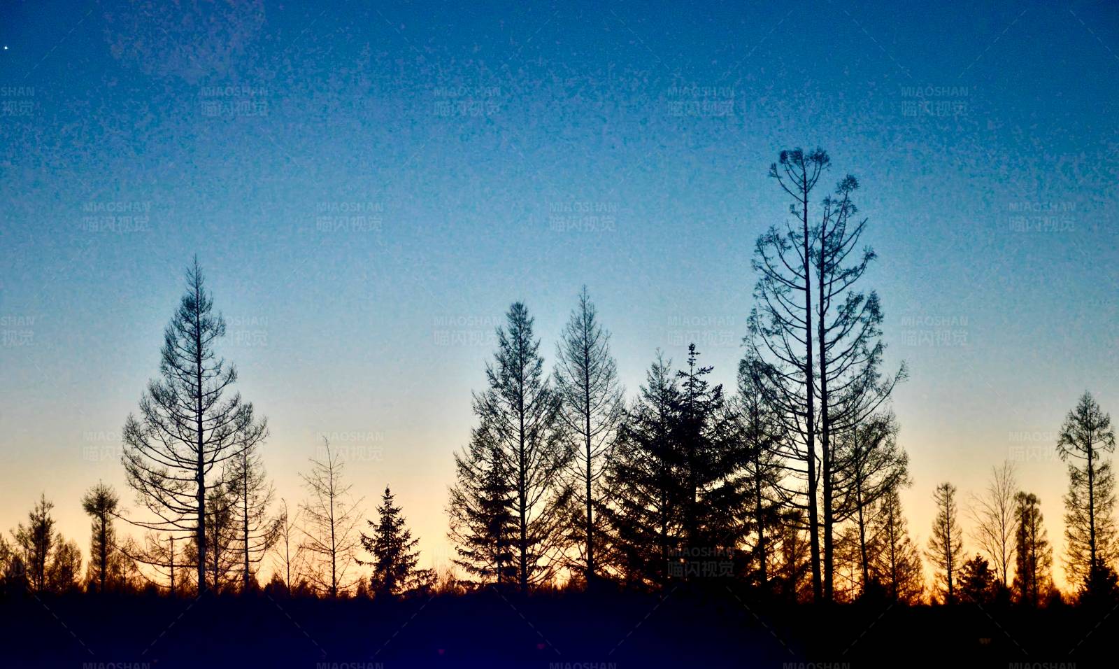 暮色中的松树剪影图片