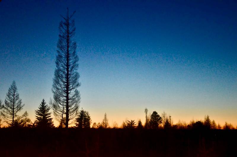 暮色中的树影图片