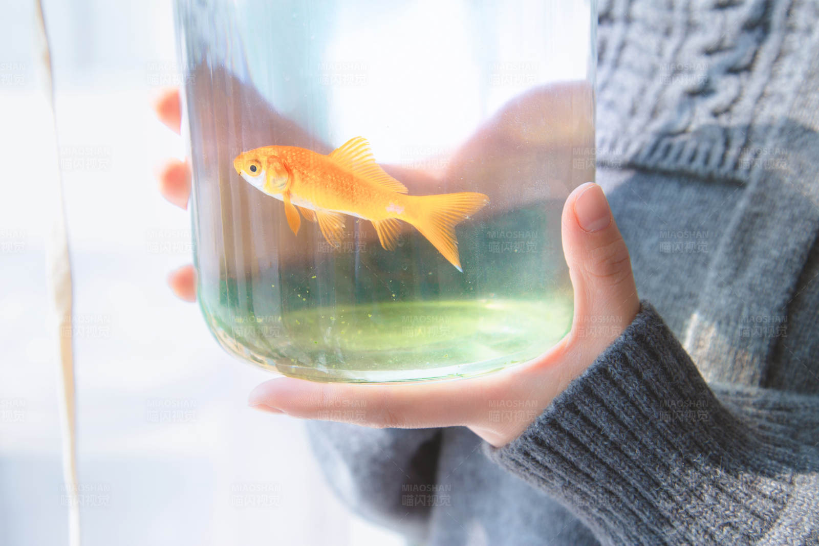手中金鱼图片