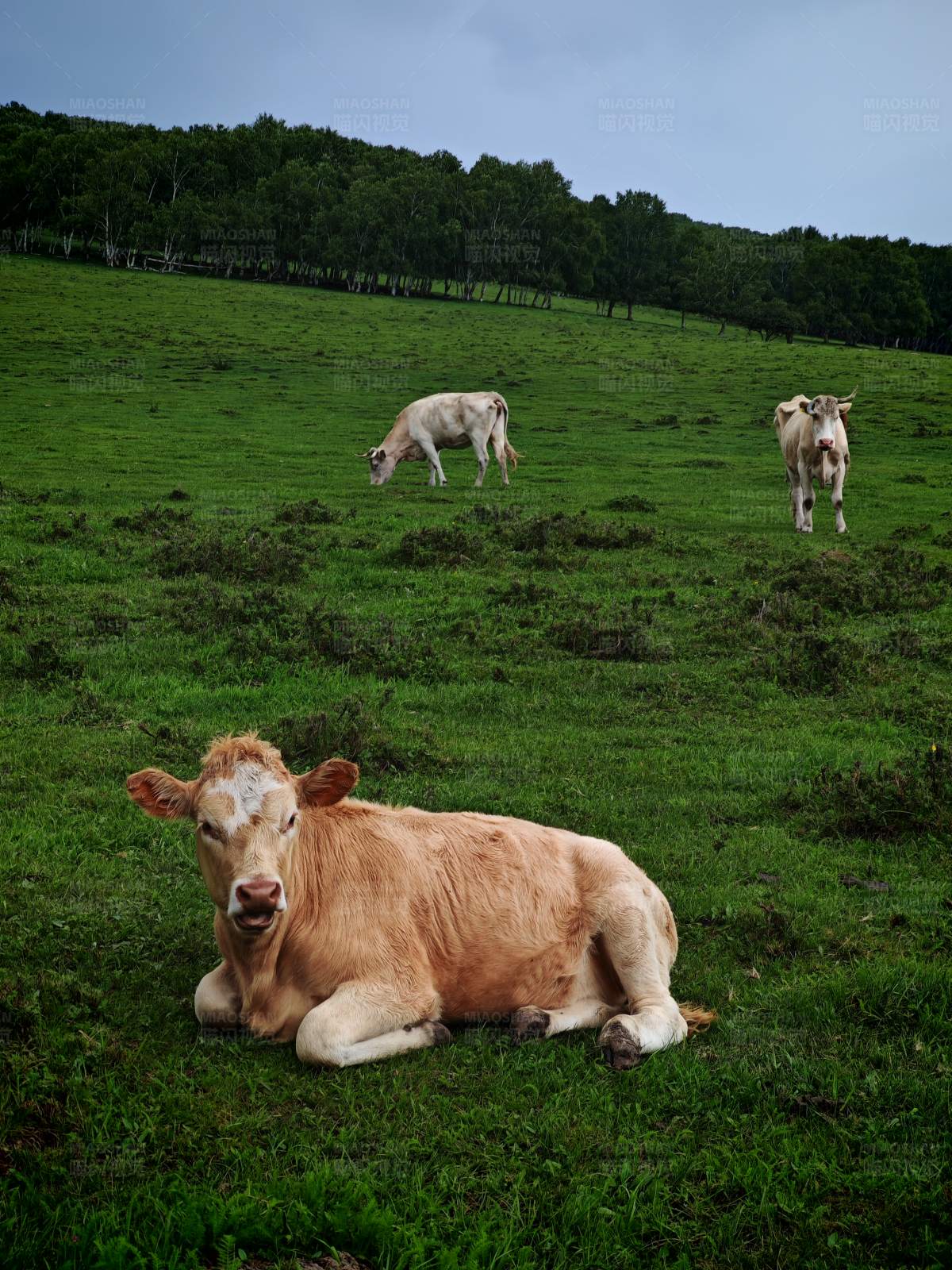 牧场上的悠闲奶牛图片