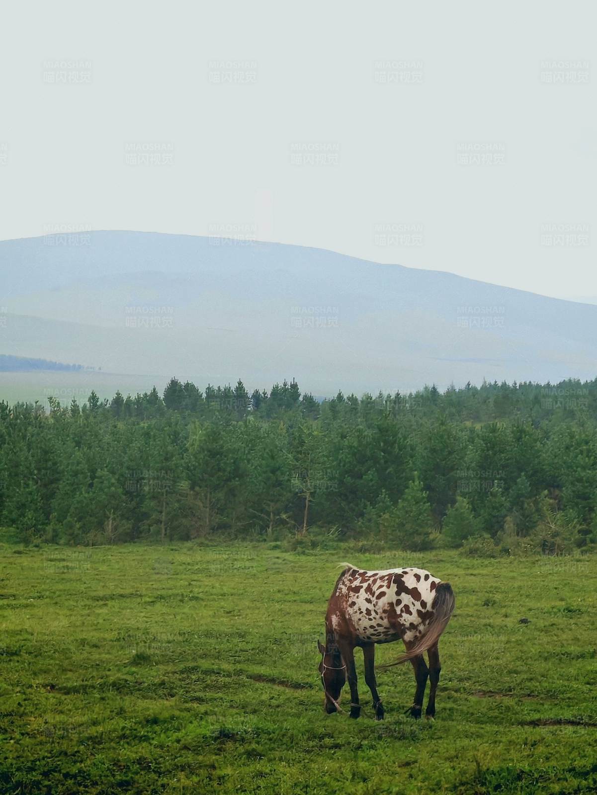 草原上的斑点马图片