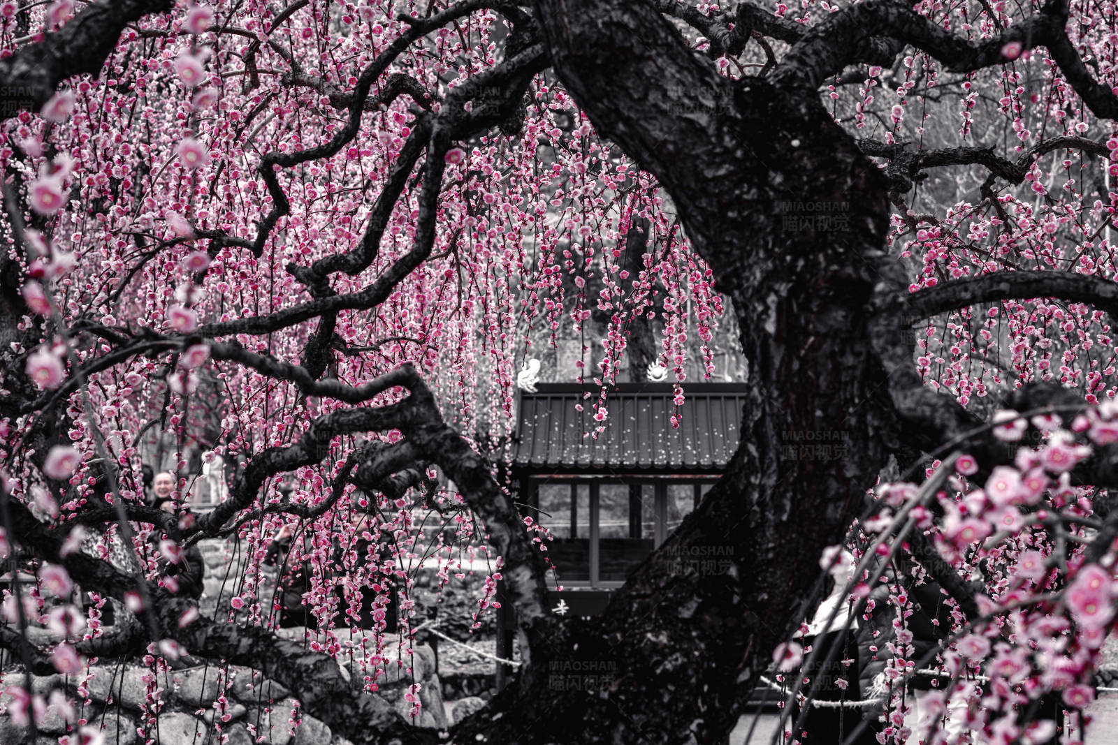 樱花树下的古建筑图片