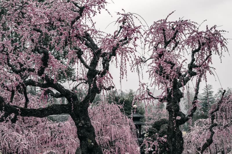 樱花盛开的美丽景象图片