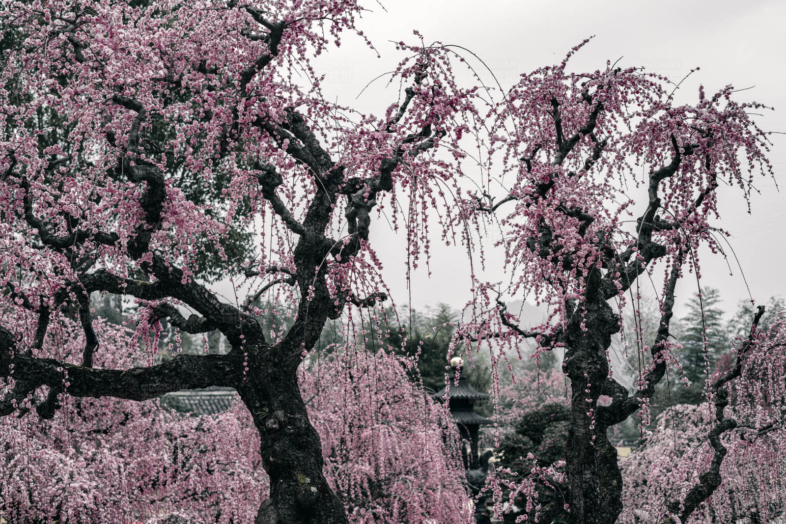 樱花盛开的美丽景象图片