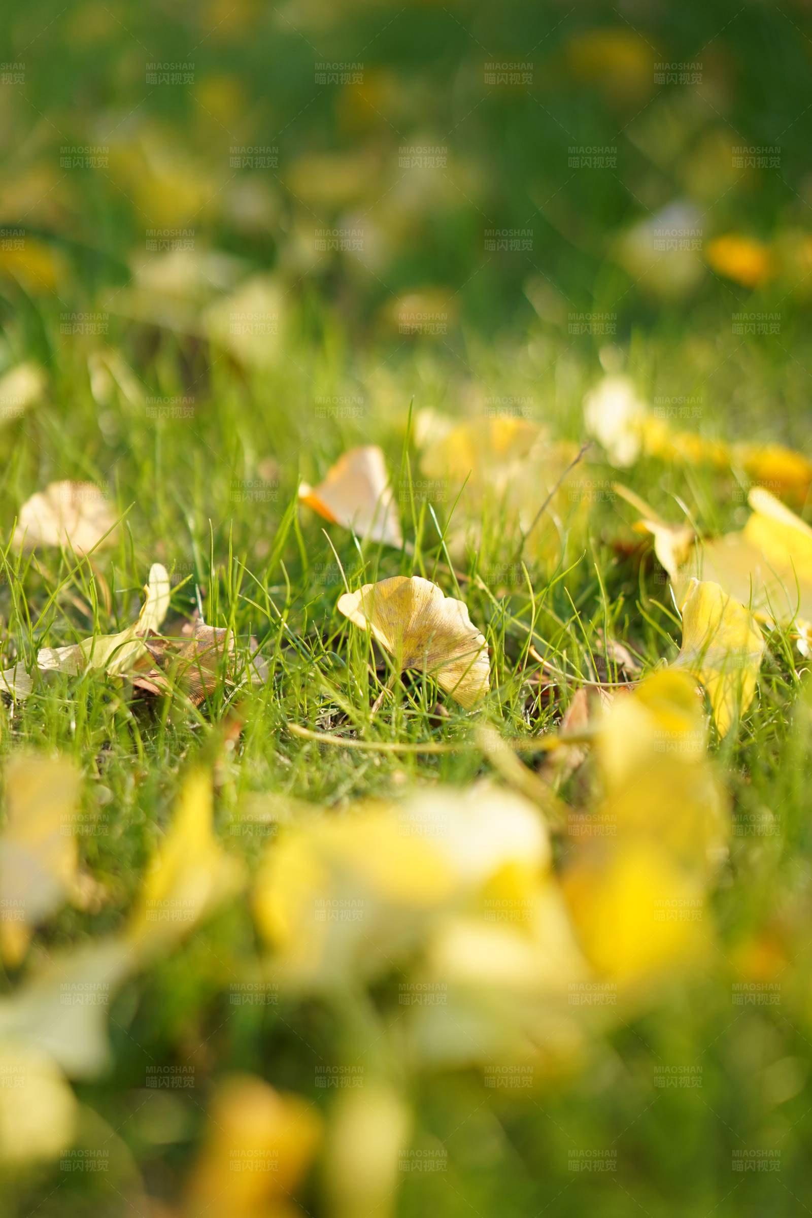 秋叶落满绿草地图片