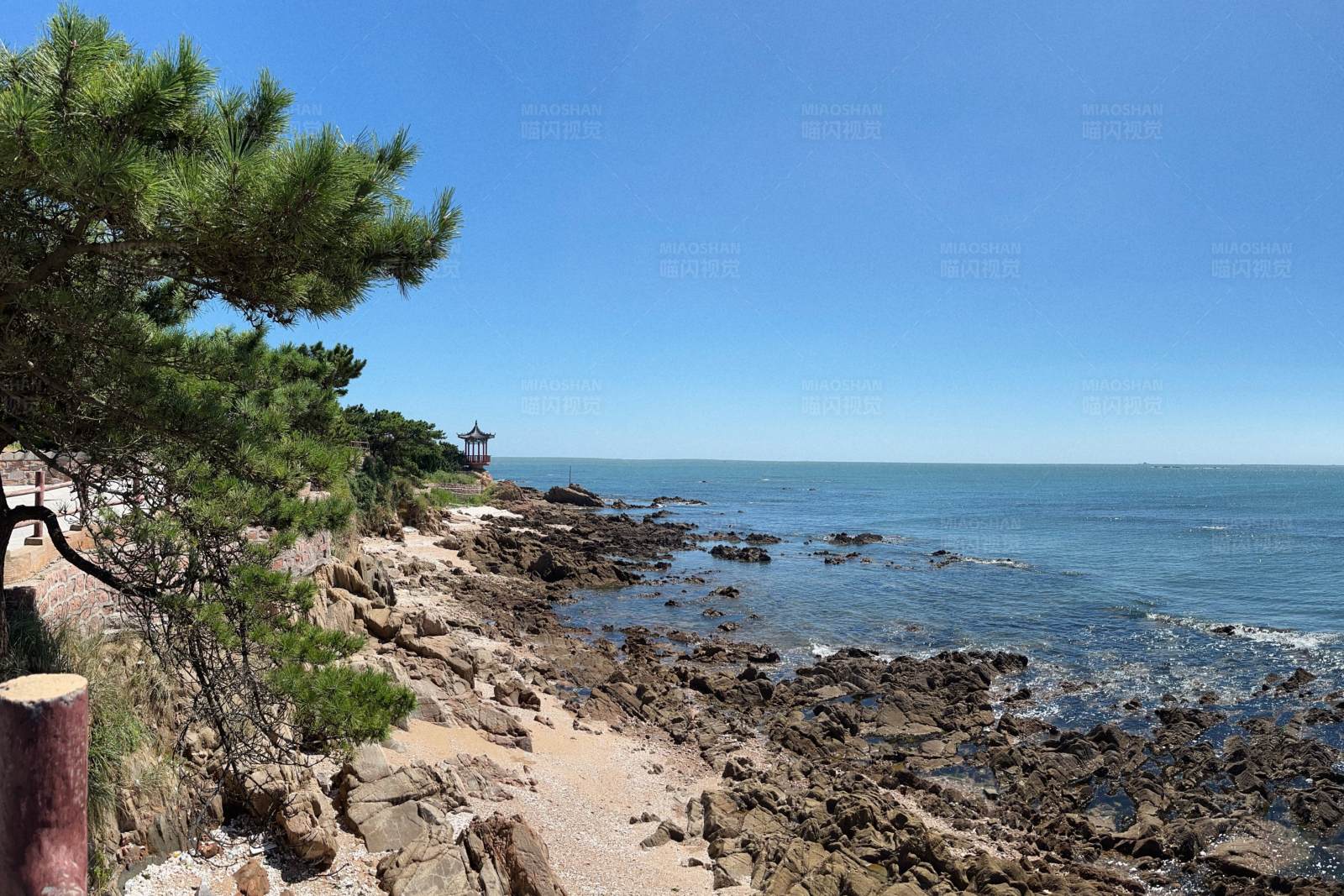 海滨松树小径图片