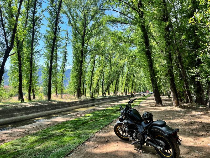 黑骑林间道图片