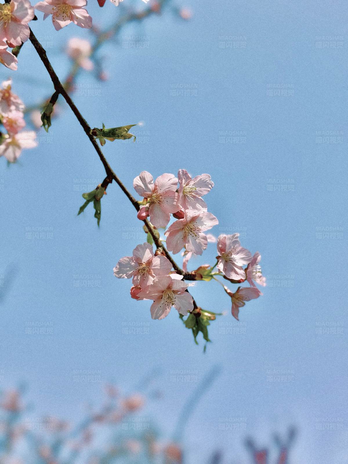 春日樱花绽放图片