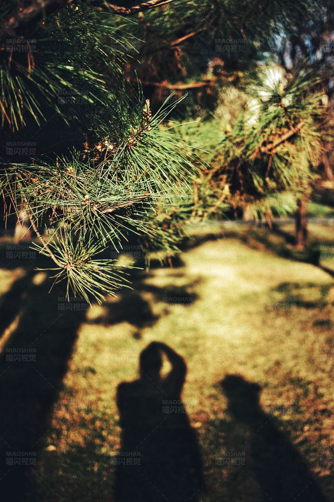 树影下的剪影图片