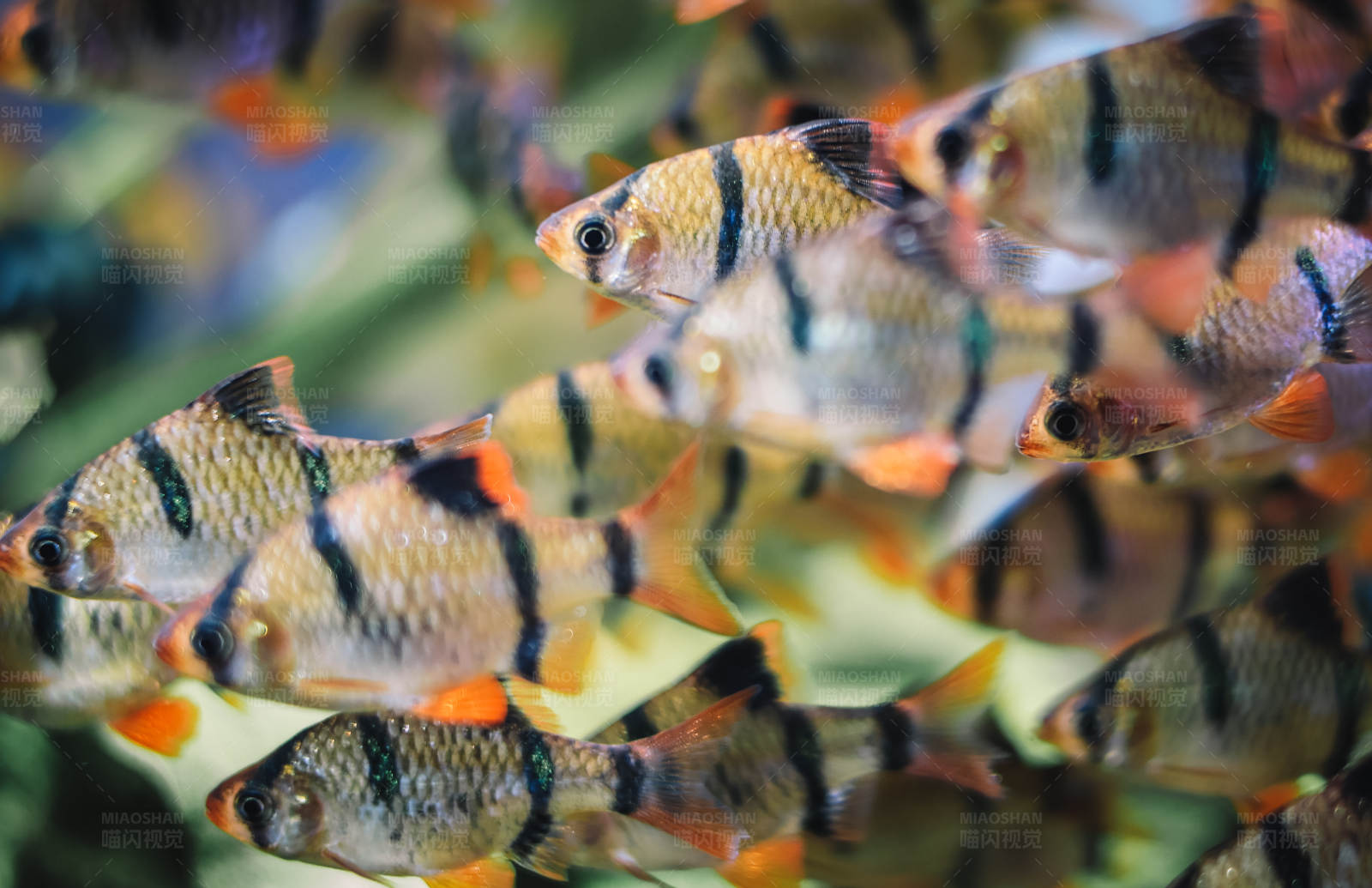 热带鱼群游动图片