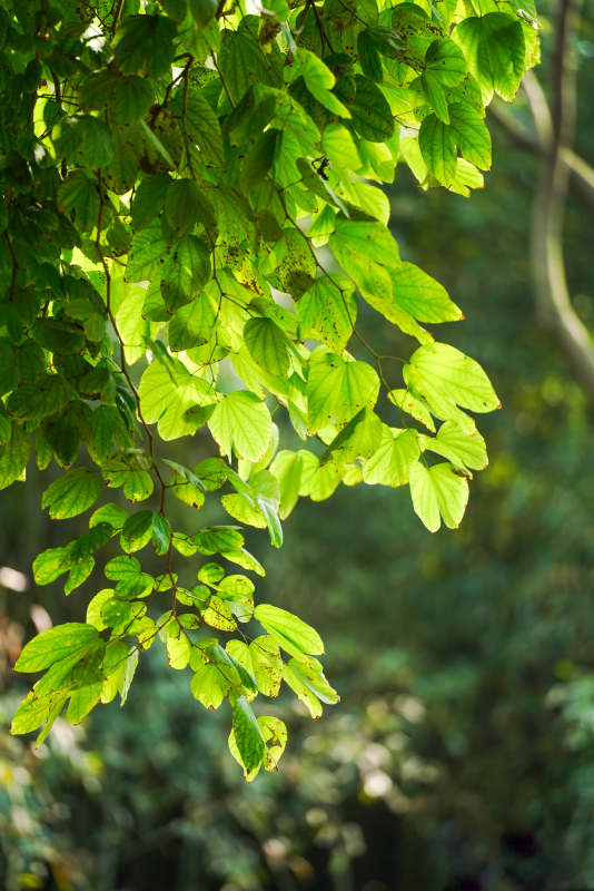 阳光下的绿叶图片