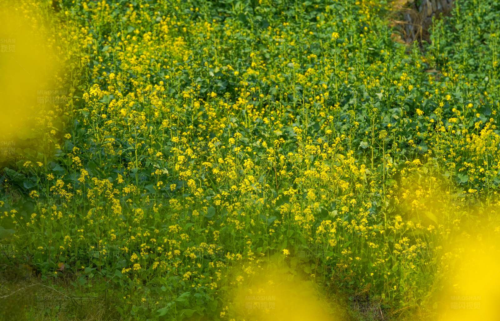 黄花遍野 春意盎然图片