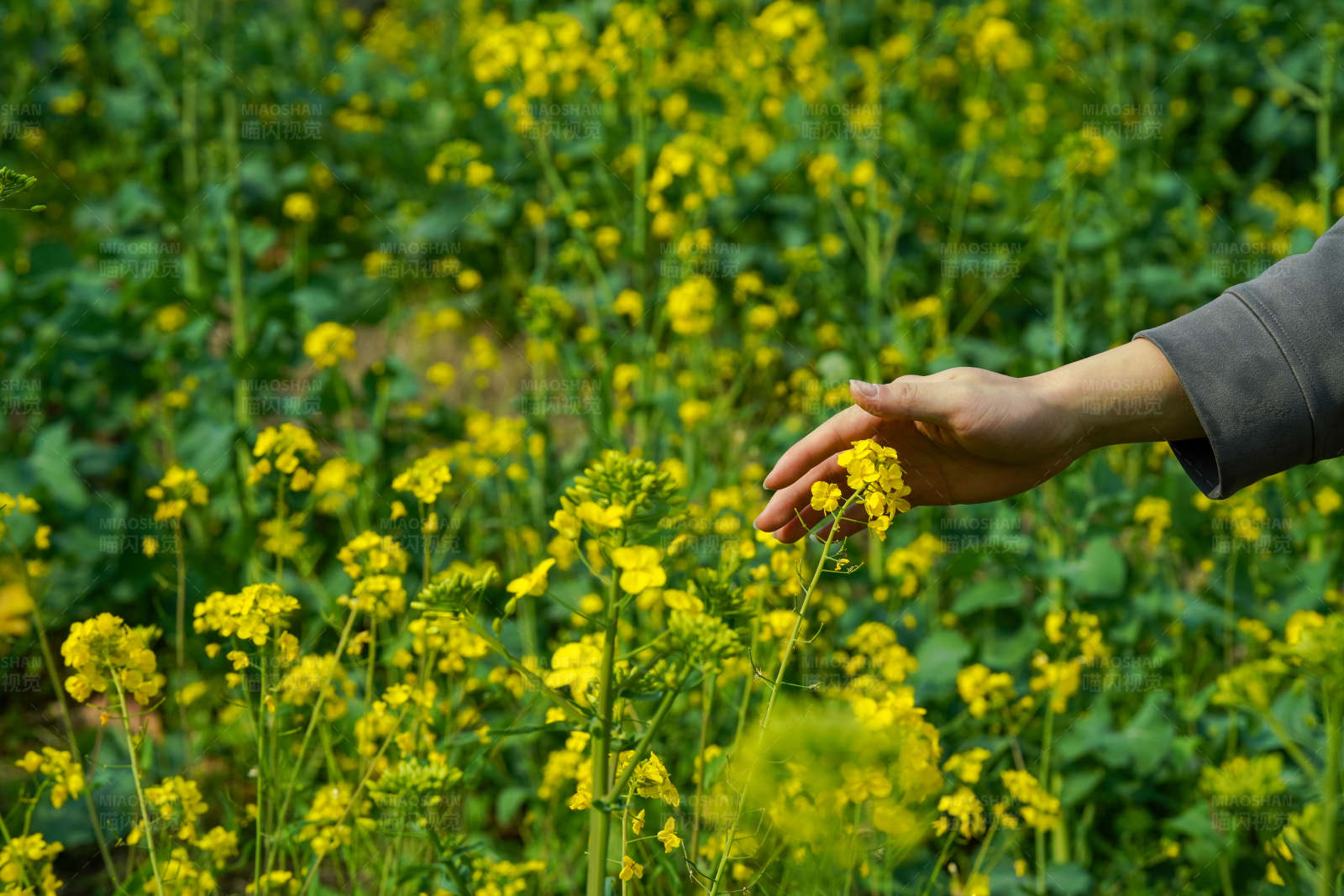 手触油菜花图片