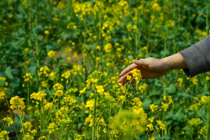 手触油菜花图片