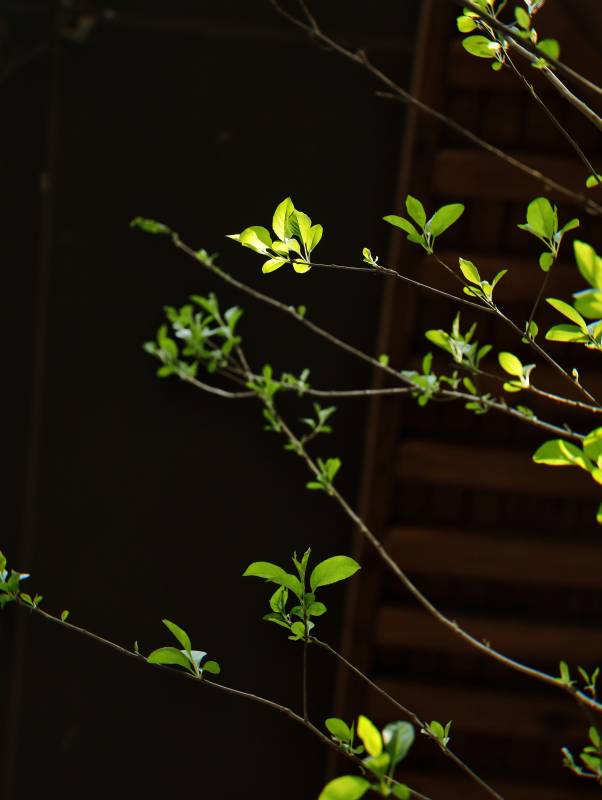 新绿嫩芽映夜色图片