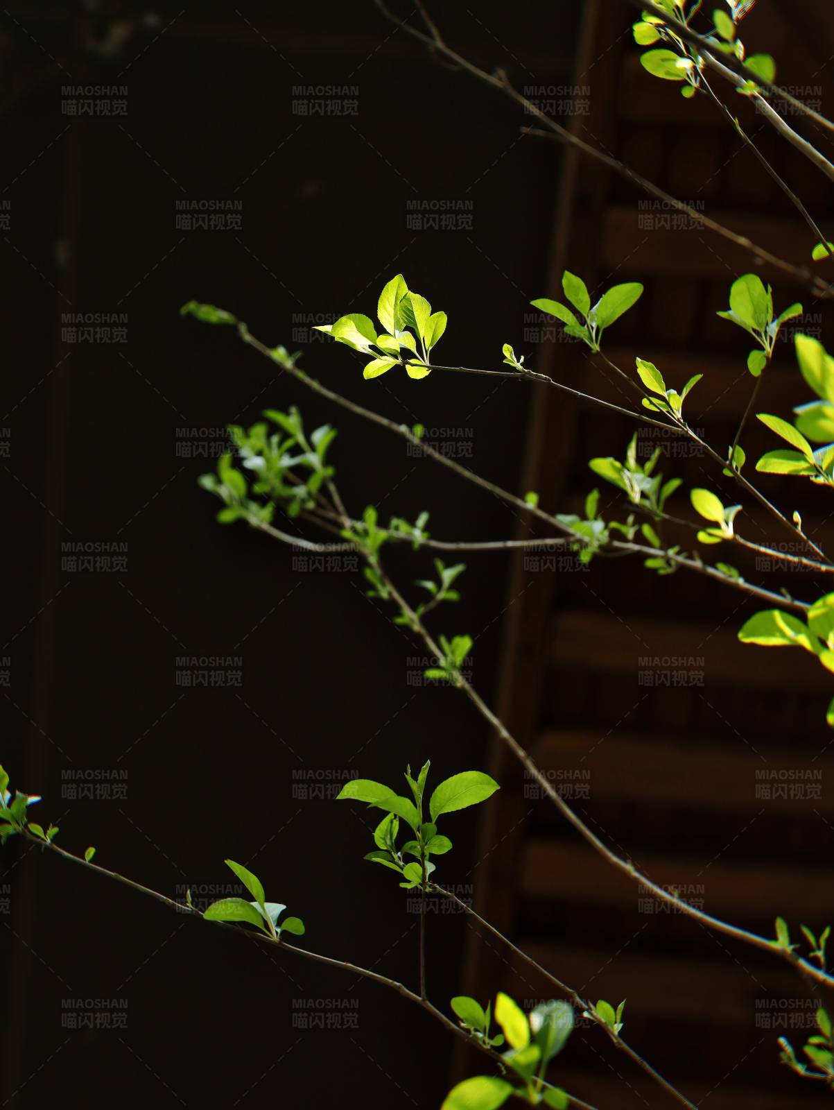 新绿嫩芽映夜色图片