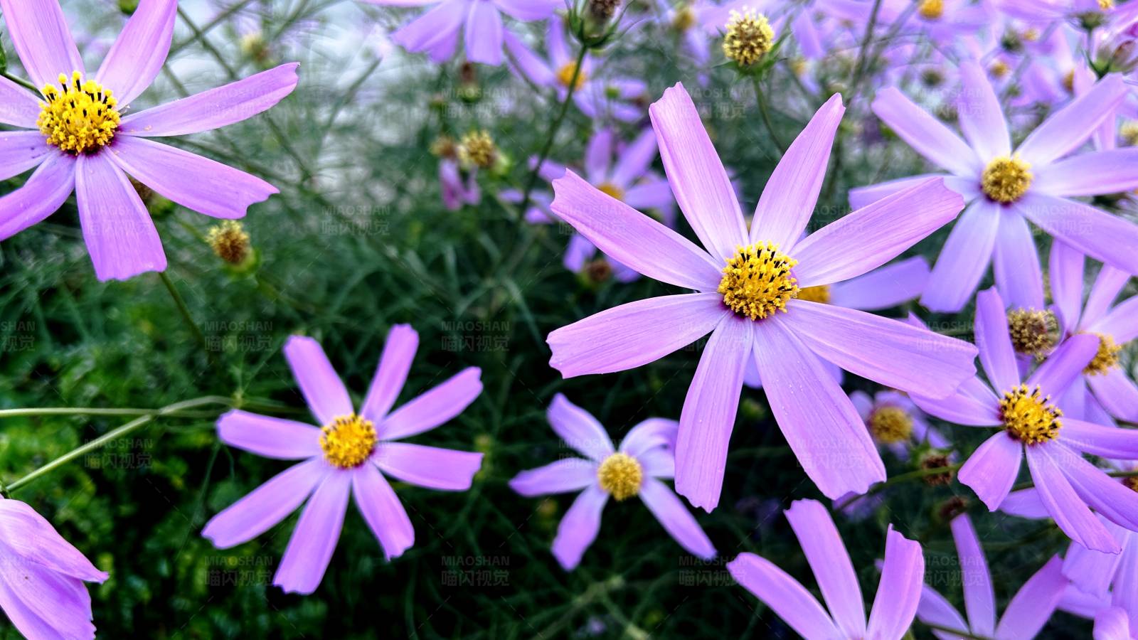 紫色花朵的美丽瞬间图片