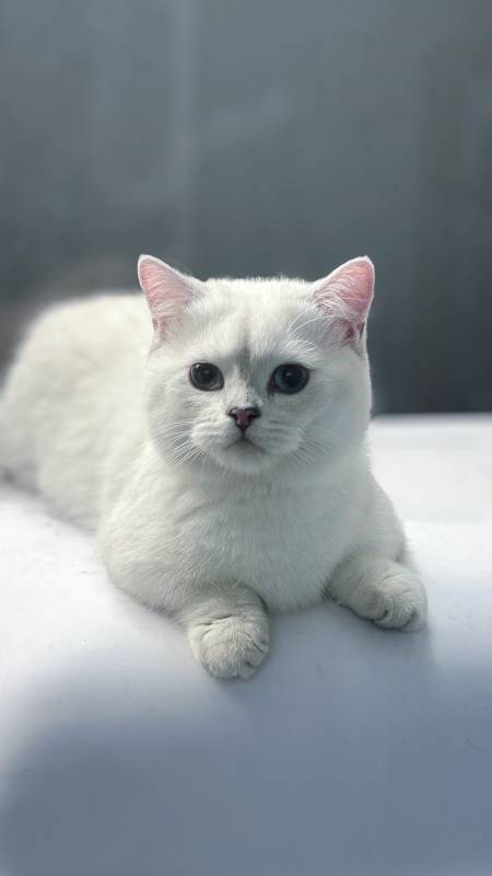 白色猫咪的宁静时光图片