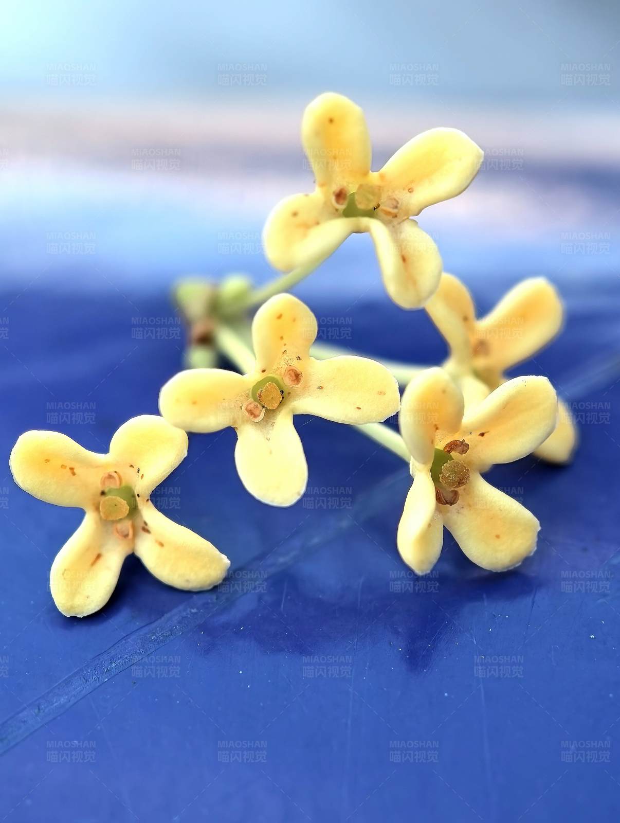 黄色小花在蓝色背景图片