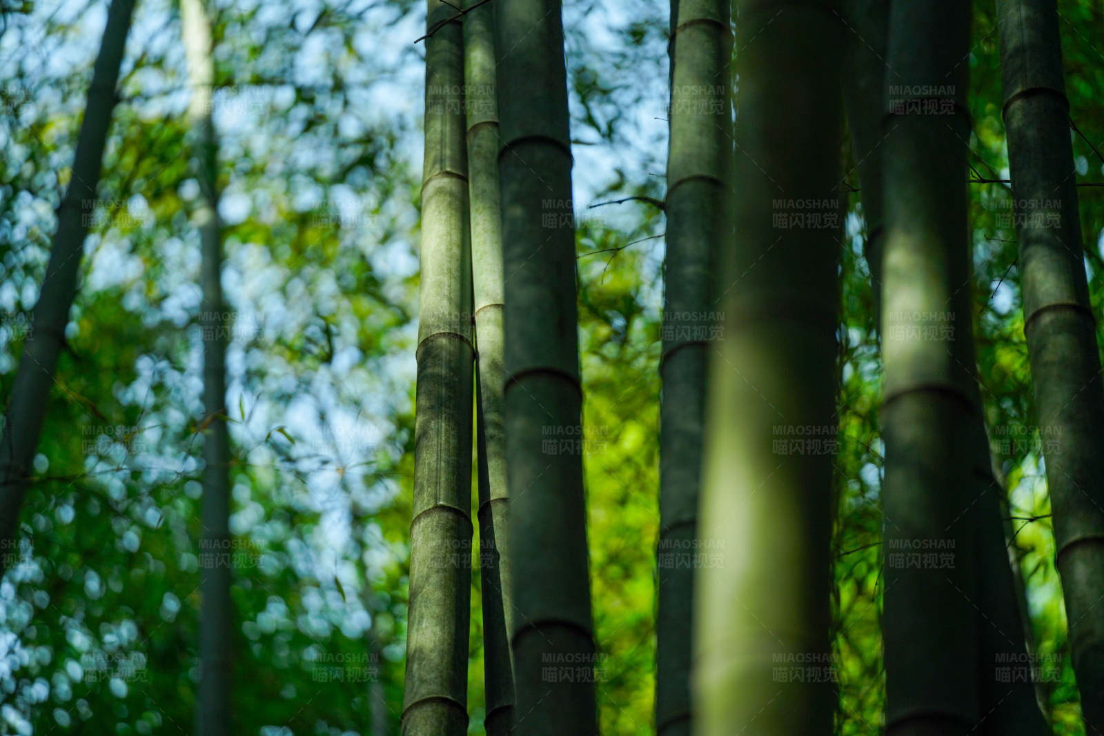 竹林深处图片