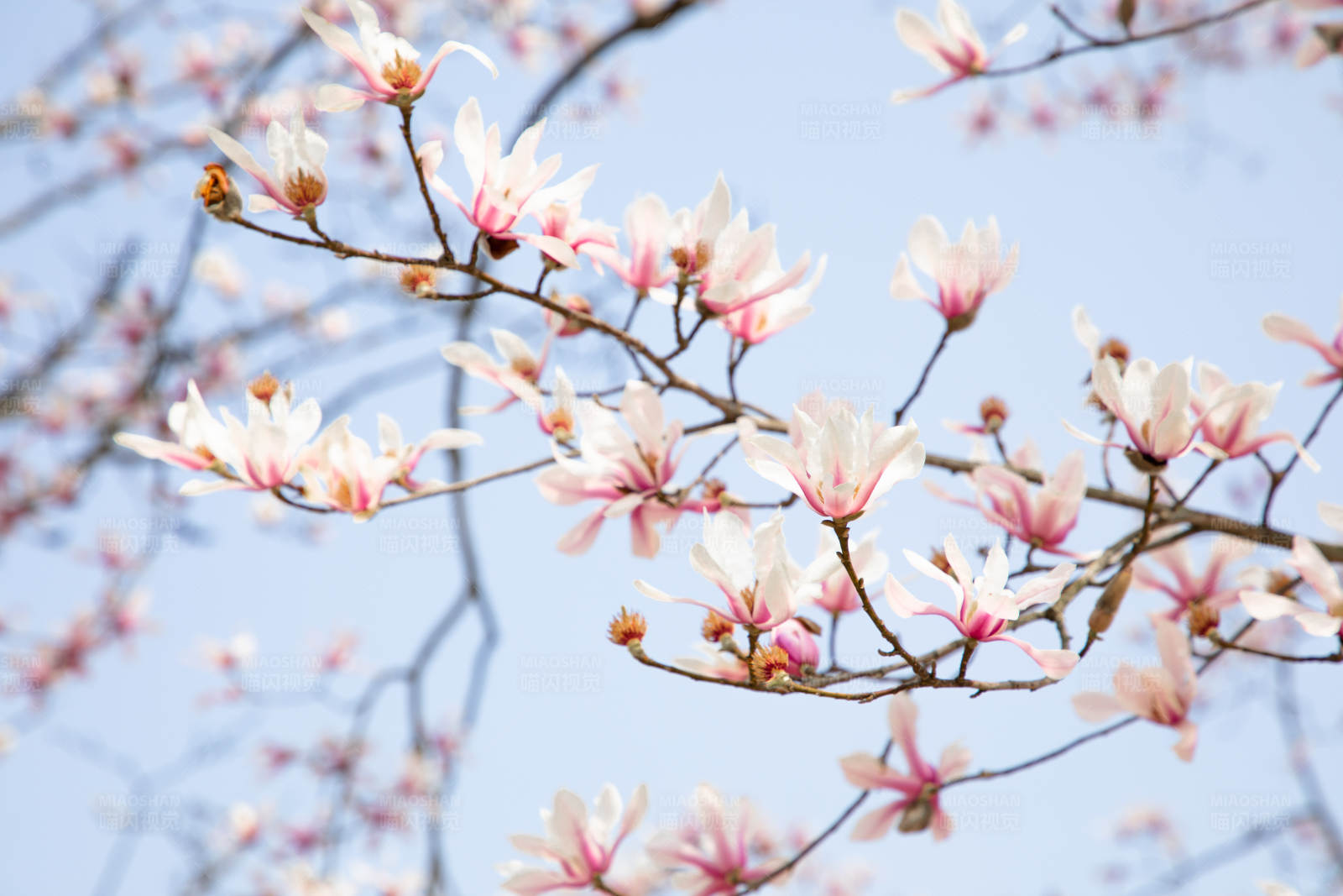 春天花开满枝头图片