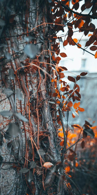 秋叶缠绕的树干图片