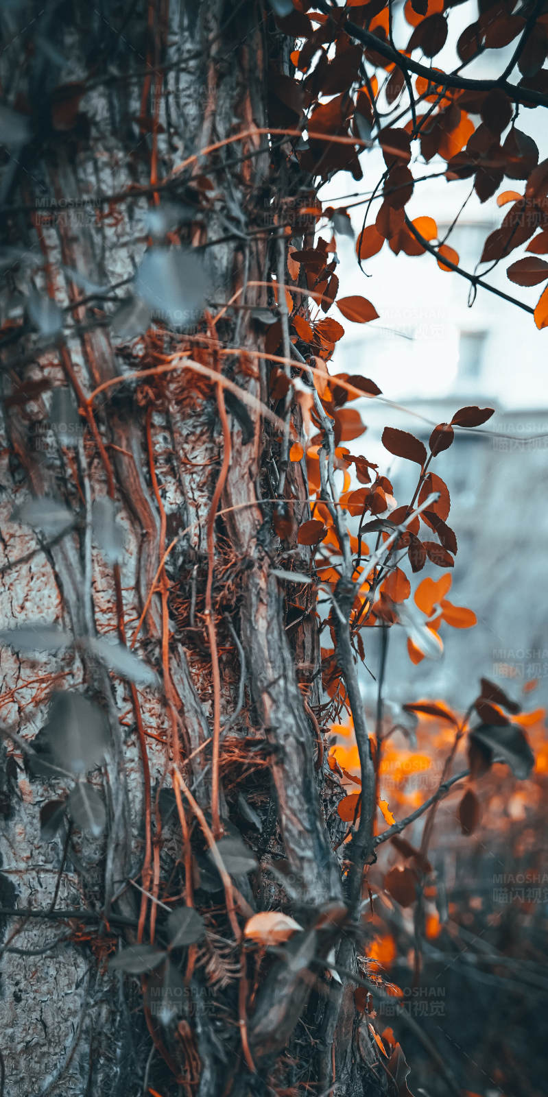 秋叶缠绕的树干图片