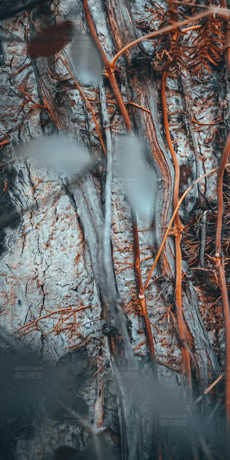 冬日树根与枯叶图片