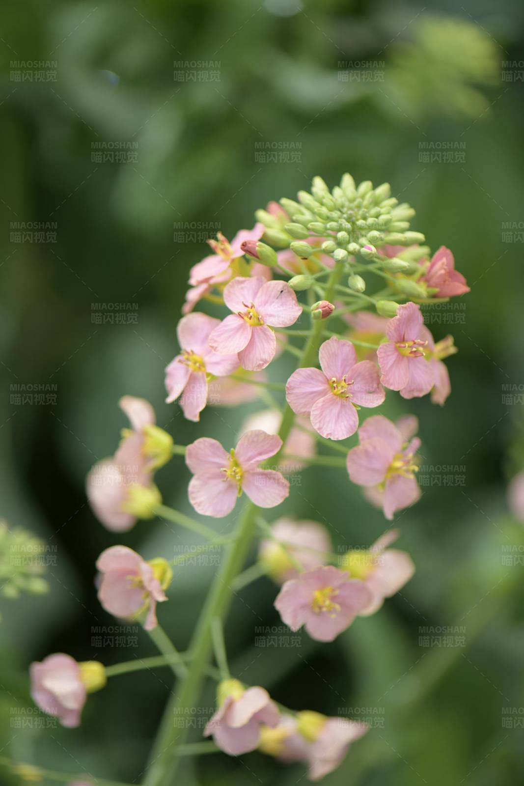 嗯～油菜花可不止只有金黄色~  图片