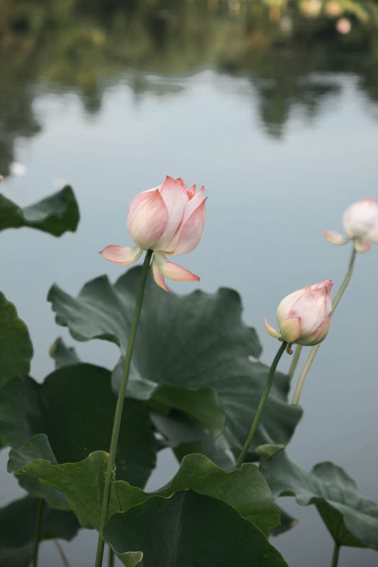 池塘边的莲花图片