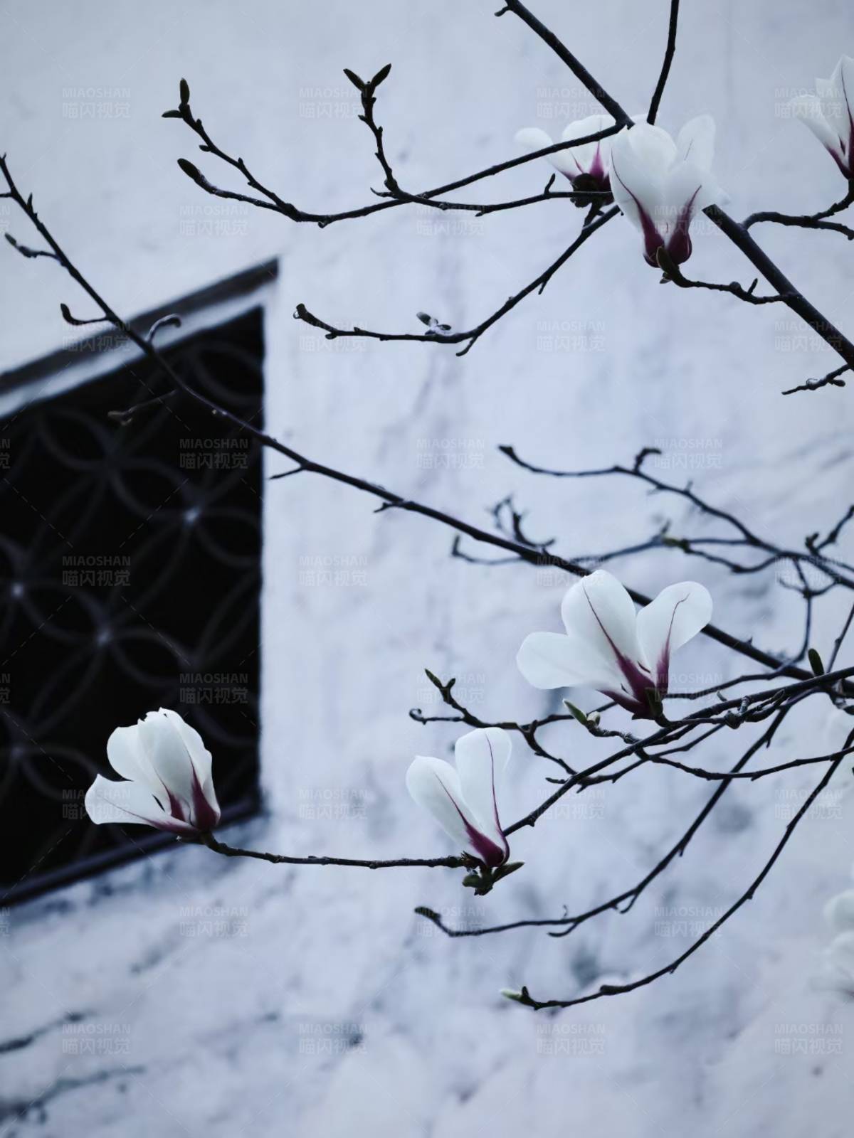 冬日窗边的玉兰花图片