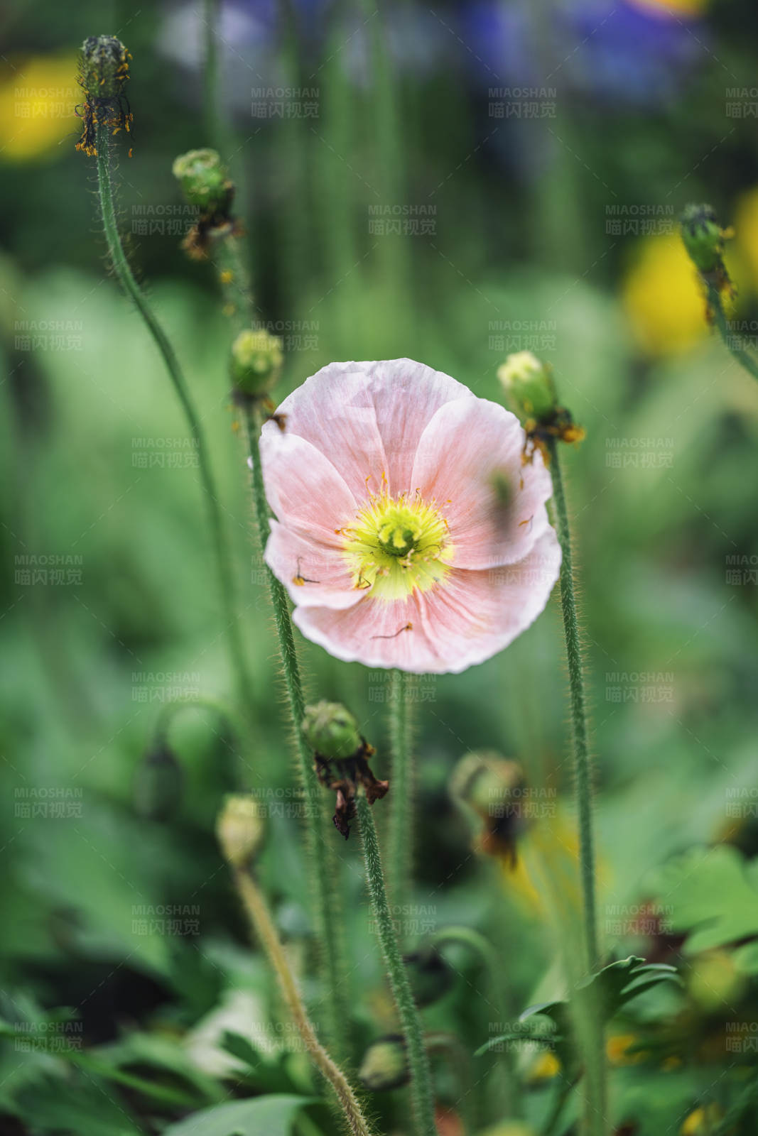 粉色花朵绽放图片