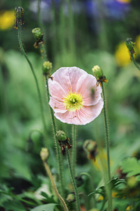 粉色花朵绽放图片