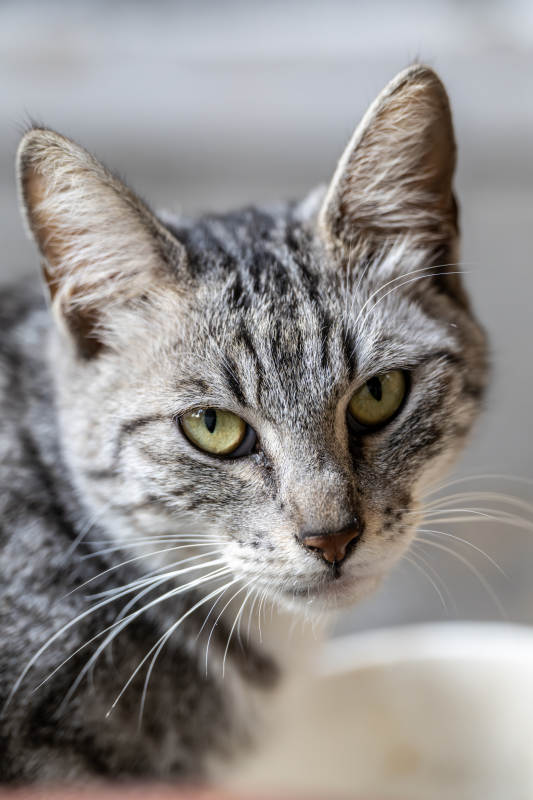 虎斑猫的凝视图片