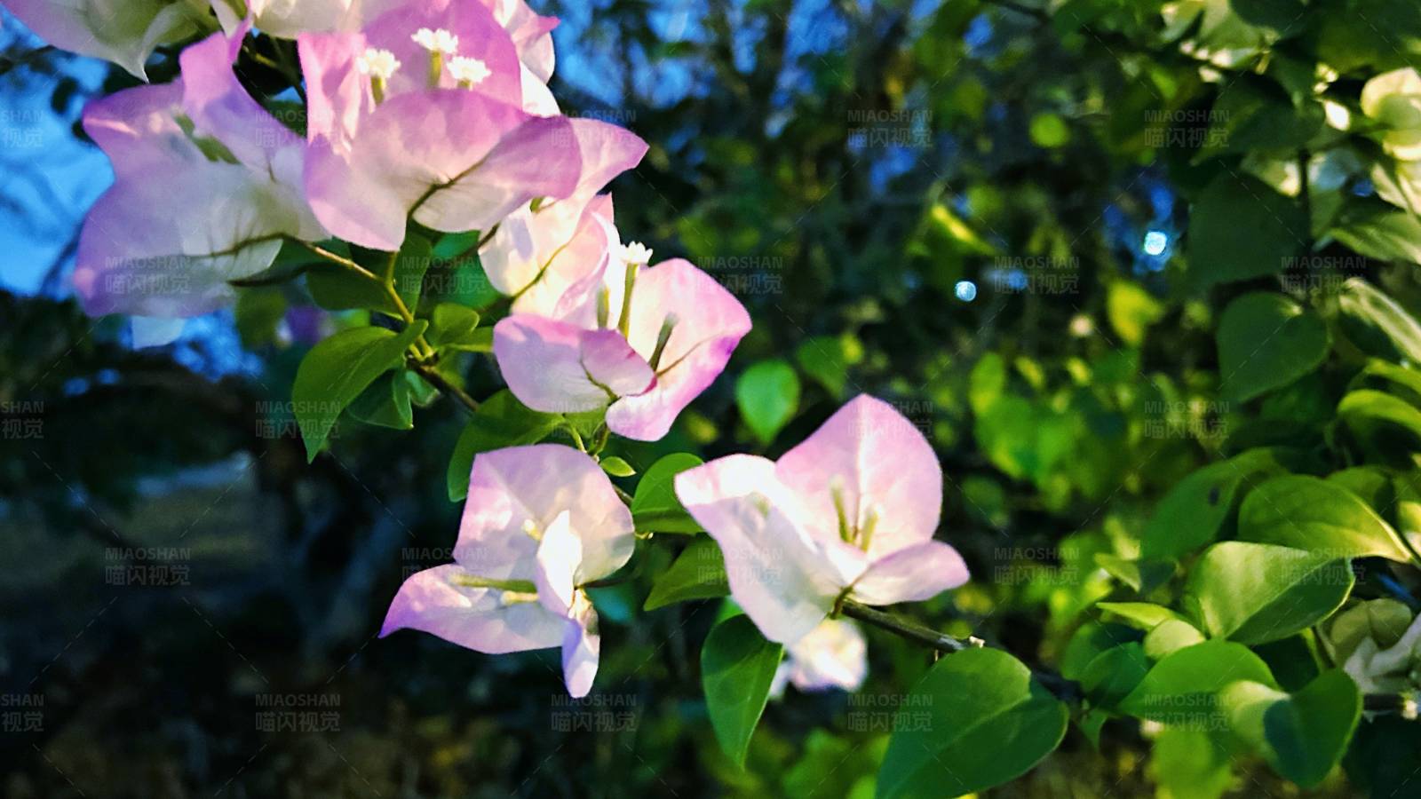 粉色花朵在夜晚绽放图片