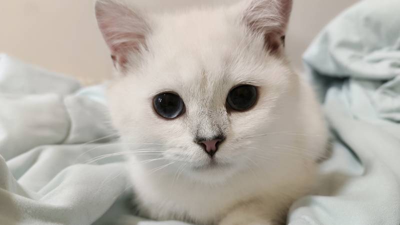 萌宠 白色小猫的温柔眼神图片