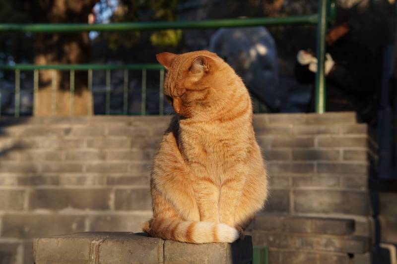 阳光下的橘猫图片