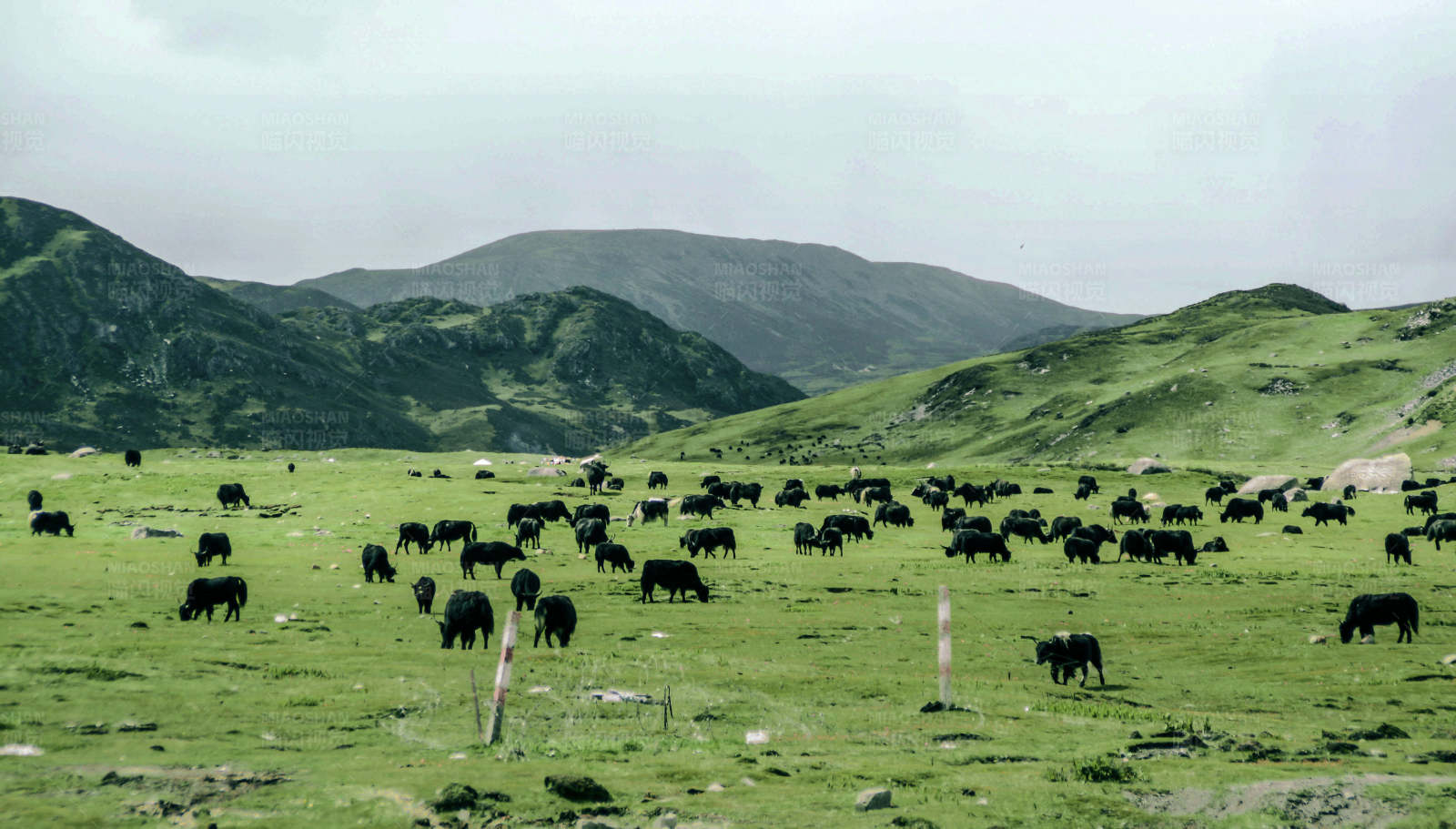高山牧场上的黑牛群图片