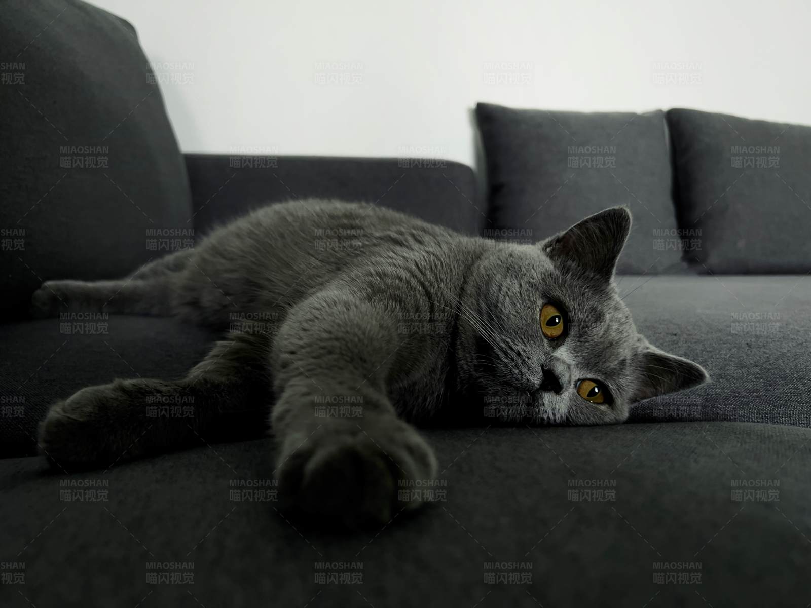 懒猫沙发休息图片