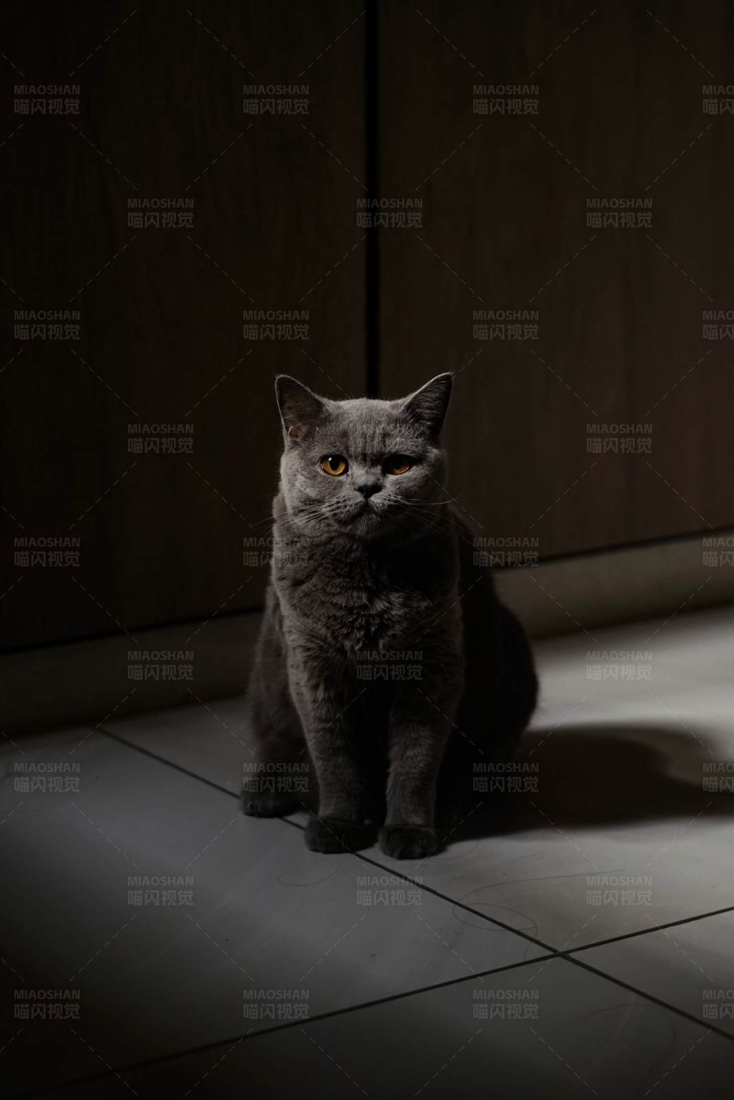 光影中蓝猫图片