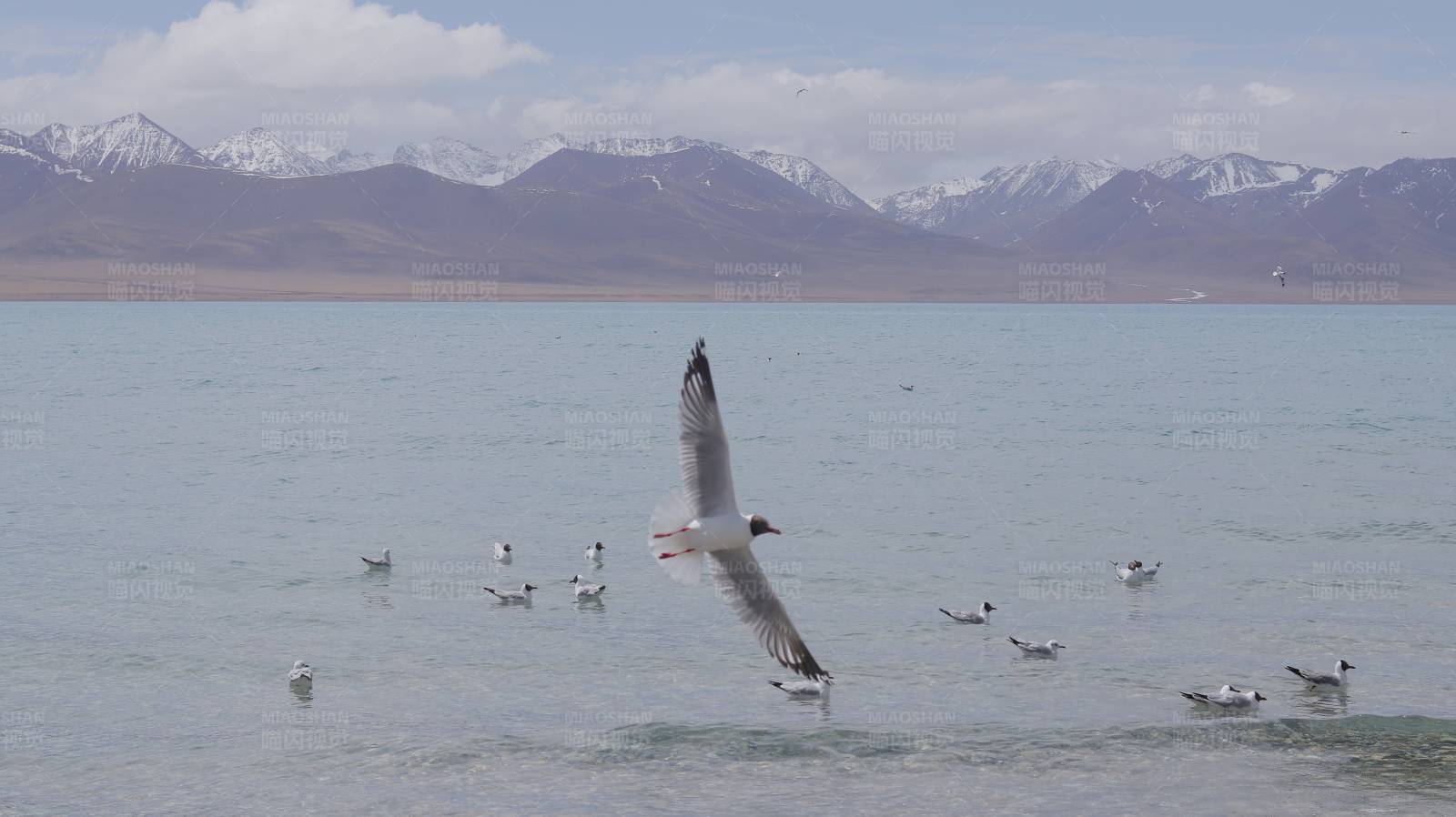 湖上飞翔的海鸥图片
