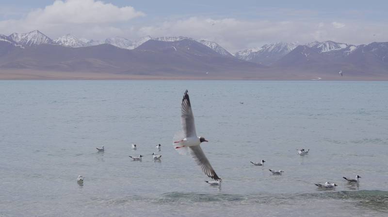 湖上飞翔的海鸥图片