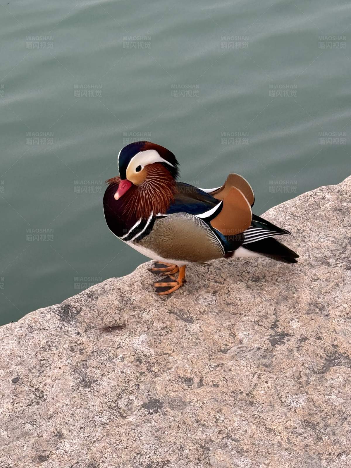 湖畔的鸳鸯图片