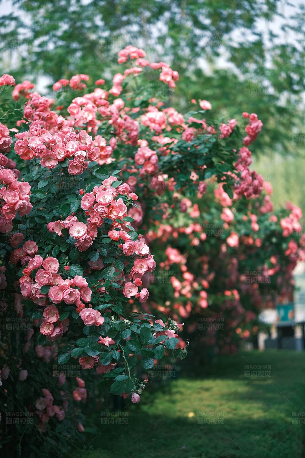 粉色玫瑰花墙图片
