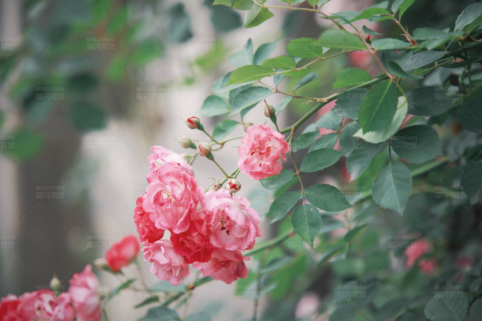 粉色玫瑰花丛图片